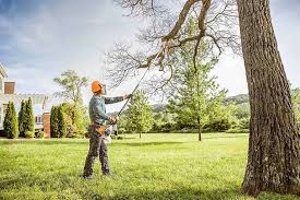 Professional Tree Removal and Landscaping Services in Mountain Road, VA